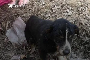 Chó bỗng 'đội mồ' sống lại sau khi được chôn cất không lâu