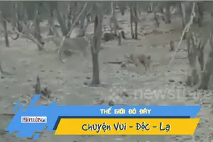 Video: Chó dũng mãnh đương đầu với sư tử hoang dã