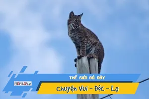 Video: Đội cứu hộ cúp điện, đưa xe giải cứu mèo leo cột điện