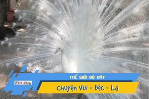 Video: Bạn đã bao giờ thấy công 'bạch tạng' xòe đuôi? 