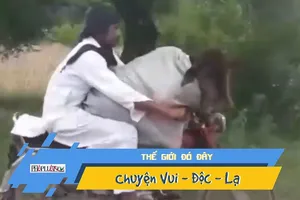 Video: Người đàn ông chở bò đi dạo bằng xe máy