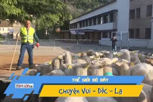 Video: Lạ lùng bầy cừu đi học tiểu học