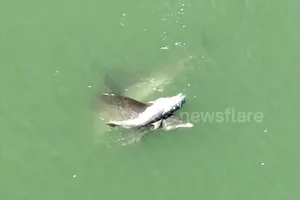 Video: Xót xa cá heo mẹ mang xác con không rời