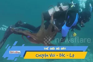 Video: Bạch tuộc khổng lồ điên cuồng bám theo thợ lặn