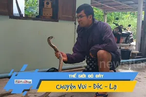 Nín thở xem thanh niên thu phục rắn hổ mang bằng tay không