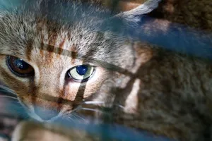 Phát hiện mèo cáo linh thiêng, nghi loài mới