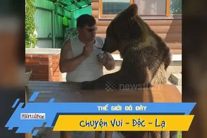 Video: Lạ lùng gấu đen ngồi ăn sữa chua ngon lành