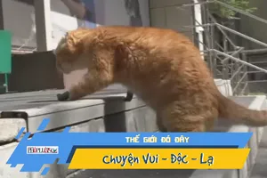 Chú mèo đầu tiên chạy nhảy trên 4 chân giả như thế nào?