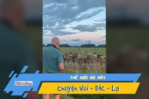 Video: Kỳ lạ bò ùn ùn kéo đến nghe thổi kèn