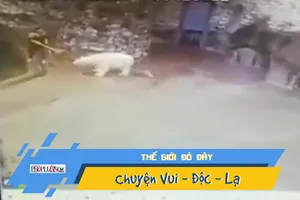 Thoát khỏi móng vuốt gấu Bắc Cực chỉ với một...cây chổi