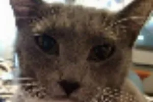 Sốc với chú mèo tìm thấy chủ sau 3 năm lang thang 