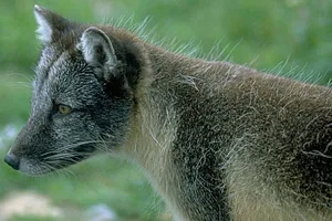 Hành trình 3.500 km từ Na Uy sang Canada của một con cáo