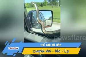 Video: Ớn lạnh rắn ngoe nguẩy ngoài kính xe