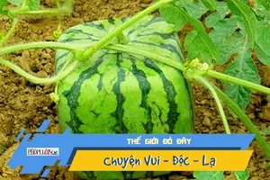 Trồng dưa hấu vuông, bán hơn 2,3 triệu đồng/quả 