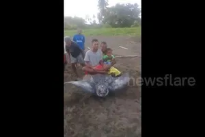 Video: Rùa khổng lồ bị người dân hành hạ, thay phiên nhau cưỡi
