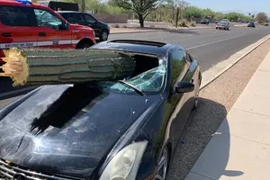 Suýt chết vì cây xương rồng đâm xuyên kính chắn gió