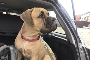 Chú chó vượt 200 km, vừa đi vừa 'khóc' tìm về chủ cũ