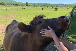 Bạn có dám bỏ ra 1,7 triệu đồng/giờ để chơi với bò?