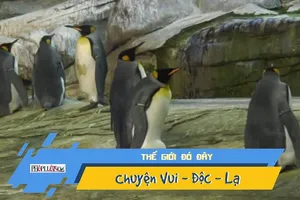 Lần đầu tiên, một cặp cánh cụt đồng tính sắp có con