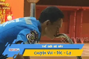 Kinh dị hôn rắn hổ mang hoang dã bằng môi