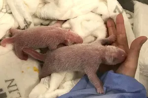 Hai chú gấu trúc hồng vừa ra đời ở Đức