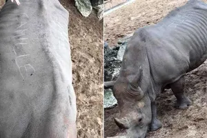 Du khách khắc tên lên lưng tê giác khiến dư luận phẫn nộ