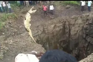 Liều mình xuống giếng sâu giải cứu cá sấu khổng lồ