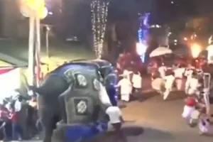 Voi điên nổi loạn tại lễ hội, 17 người bị thương