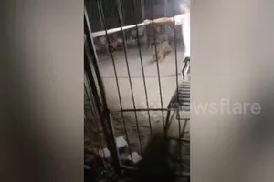 Hổ leo rào bỏ trốn khỏi rạp xiếc khi đang biểu diễn