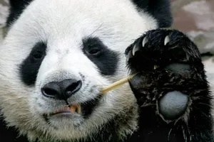 Gấu trúc Thái Lan chết, Trung Quốc cử người điều tra