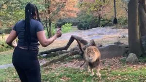 Cô gái liều mình vào chuồng chọc phá sư tử