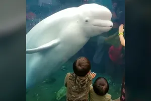 Cá voi trắng làm điều bất ngờ khi gặp trẻ em