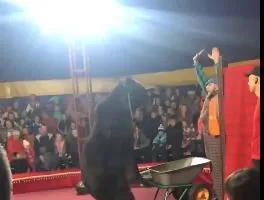 Gấu tấn công huấn luyện viên xiếc khi đang biểu diễn