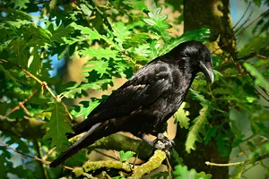 Lạ đời bầy quạ đeo bám trả thù người làm hại quạ non