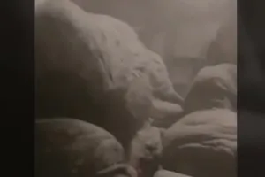 Tuyết bỗng dưng phủ kín hành khách trên xe buýt