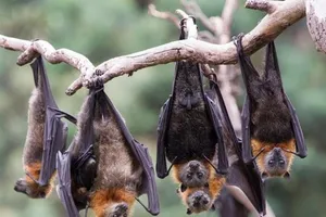 Nhiều nhà nghiên cứu tin rằng virus SARS-CoV-2 bắt nguồn từ dơi. Ảnh: GETTY IMAGES