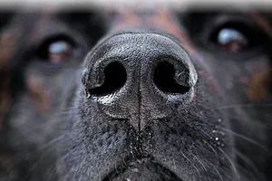 Mũi chó có thể đánh hơi được bệnh nhận COVID-19. Ảnh: AFP