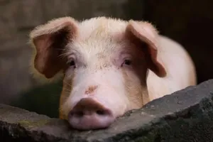 Các nhà khoa học Trung Quốc vừa phát hiện ra một loại cúm heo mới có khả năng gây ra đại dịch. Ảnh: Alamy Stock Photo/The Guardian