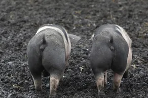 Trung Quốc ngưng nhập khẩu heo, nông dân Đức khốn cùng