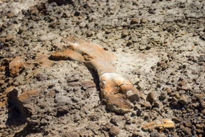 Cậu bé 12 tuổi tìm được hóa thạch khủng long 69 triệu năm