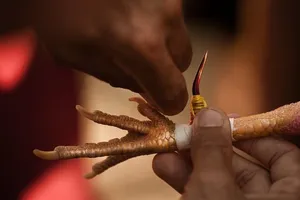 Cảnh sát trưởng Philippines bị gà chọi đâm tử vong