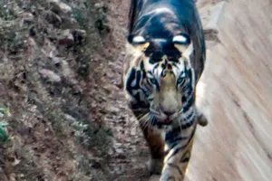 Phát hiện hổ đen quý hiếm, thế giới còn lại 6 con