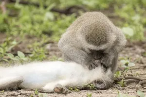 Nhiếp ảnh gia từng tưởng rằng khỉ biết hô hấp nhân tạo