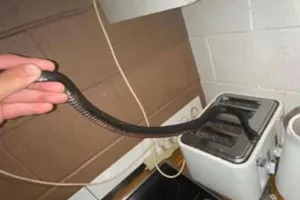 Đang làm bữa sáng thì phát hiện rắn độc cạnh máy nướng bánh mì