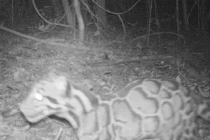 Phát hiện loài báo hiếm sau 20 năm biệt tích