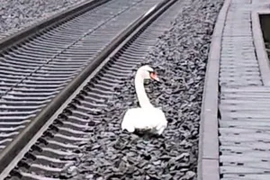 23 chuyến tàu nằm chờ vì thiên nga 'nằm lì' trên đường ray