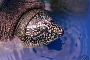 Báo nước ngoài nói gì về rùa Hồ Gươm ở Việt Nam?