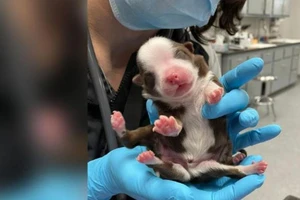 Kỳ diệu chú cún sinh ra với 6 chân vẫn phát triển khỏe mạnh