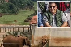 Tử vong sau khi bị voi dùng vòi ném vào hàng rào sắt