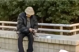 Cụ ông 94 tuổi bị bắt vì nhổ lông chim bồ câu